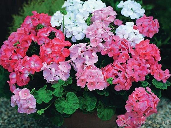 Герань убивает микробы